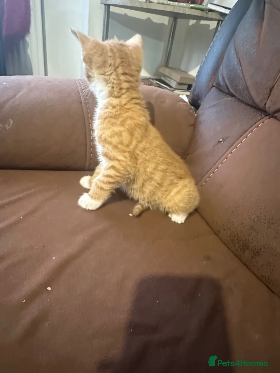 Mixed Breed cats for sale: Beautiful kittens - Advert 2