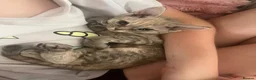 Devon Rex cats for sale: Outstanding kittens.  - Advert 15