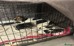 Jack Russell dogs for sale: Lovely Jack Russel puppies  - Image 15