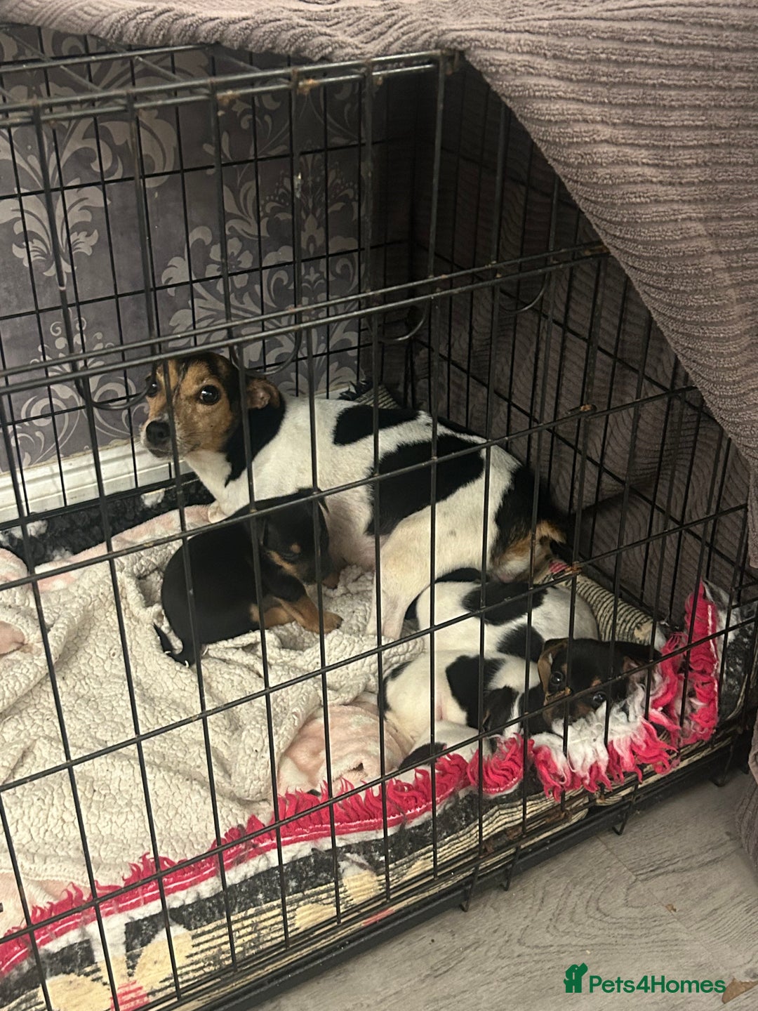 Jack Russell dogs for sale: Lovely Jack Russel puppies  - Image 15