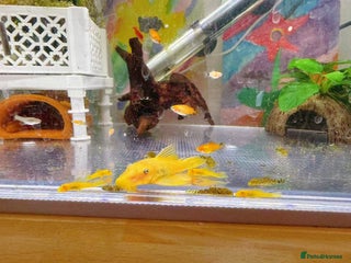 Plecos fish Bristlenose Pleco Golden&Snowflake – Various Sizes - Advert 3