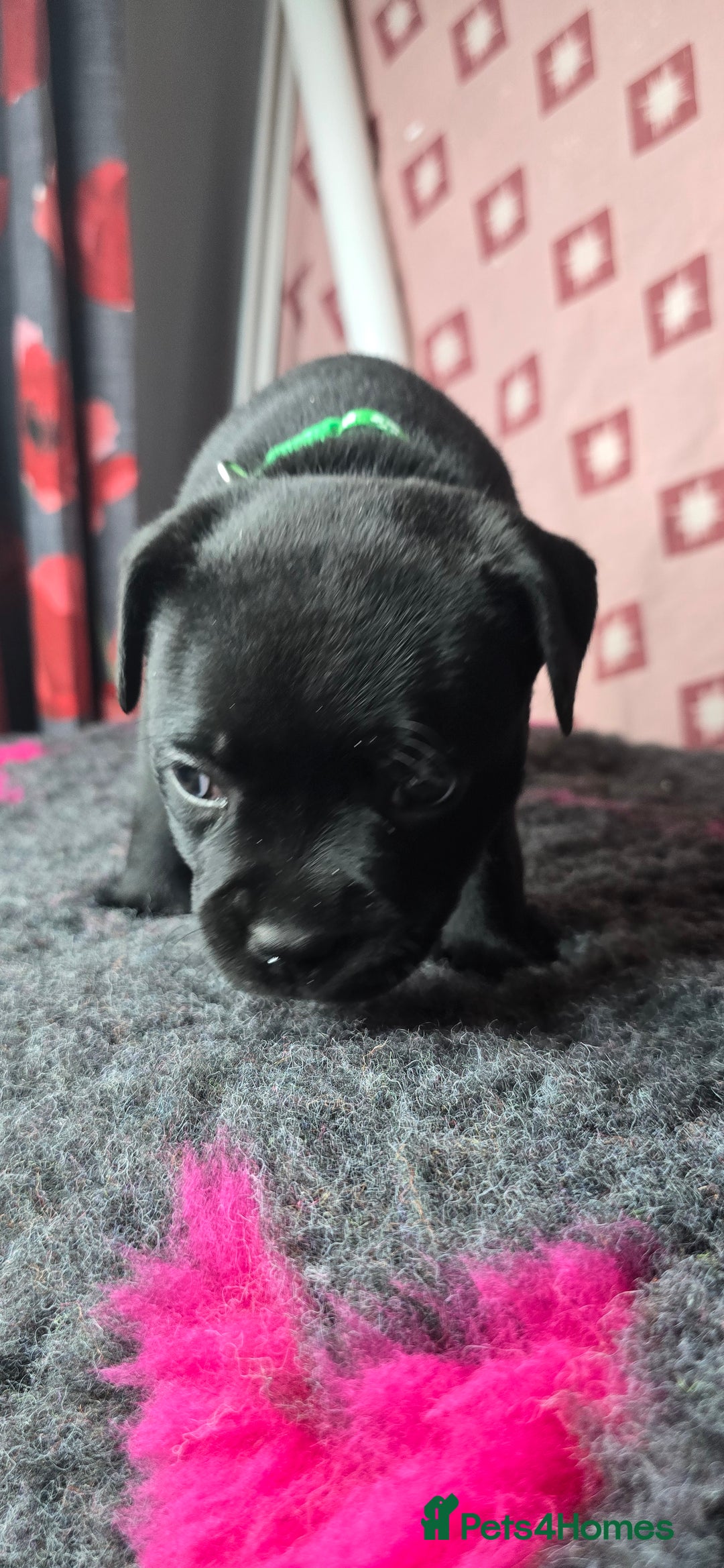 Staffordshire Bull Terrier dogs for sale: Champion bloodlines kc stafford  pups  - Advert 7
