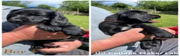 Cockerdor dogs for sale: ****GORGEOUS COCKERDOR PUPPIES**** in Tiverton - Advert 7