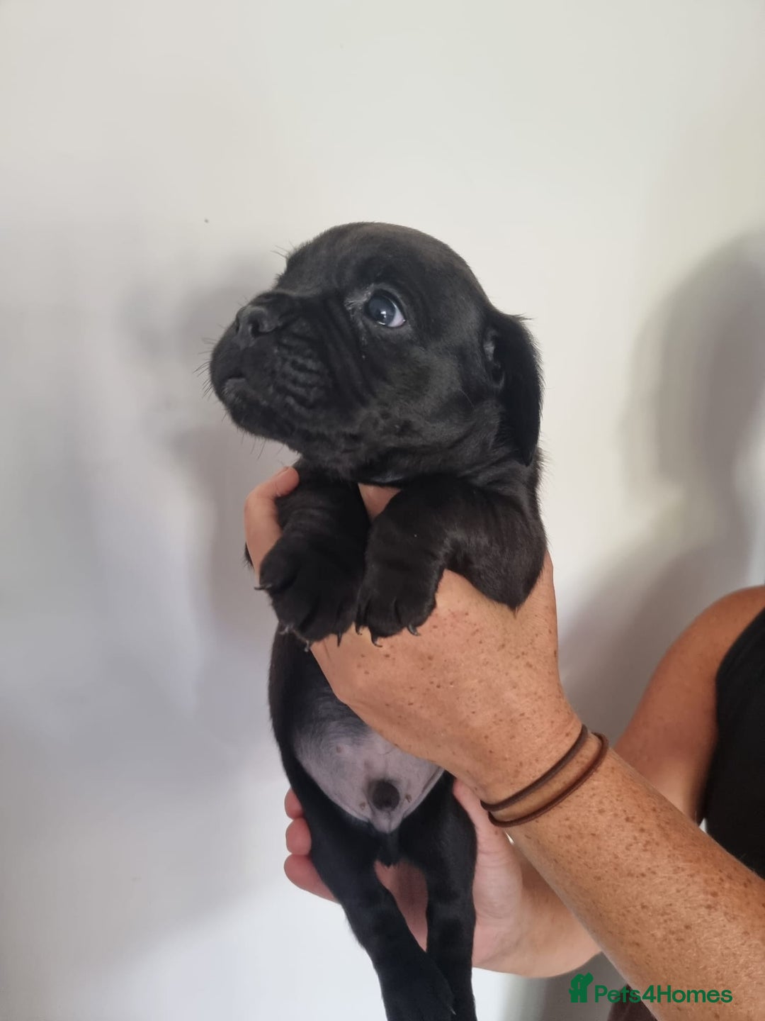 Mixed Breed dogs for sale: Frenchbulldog cross spaniel (frocker) 🐾 - Image 2