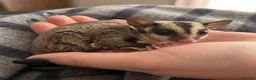 Sugar Glider rodents for sale: Baby boy sugar gliders  - Advert 3