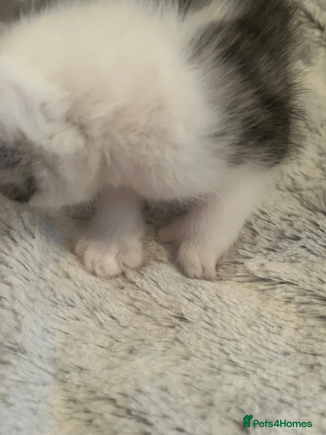 Domestic Shorthair cats for sale: 3 adorable kittens looking for their forever home  - Advert 13