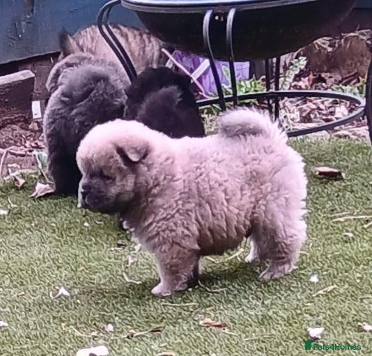 Chow Chow dogs Beautiful kc registered chow chow pups - Advert 1