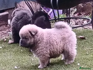 Chow Chow dogs Beautiful kc registered chow chow pups - Advert 1