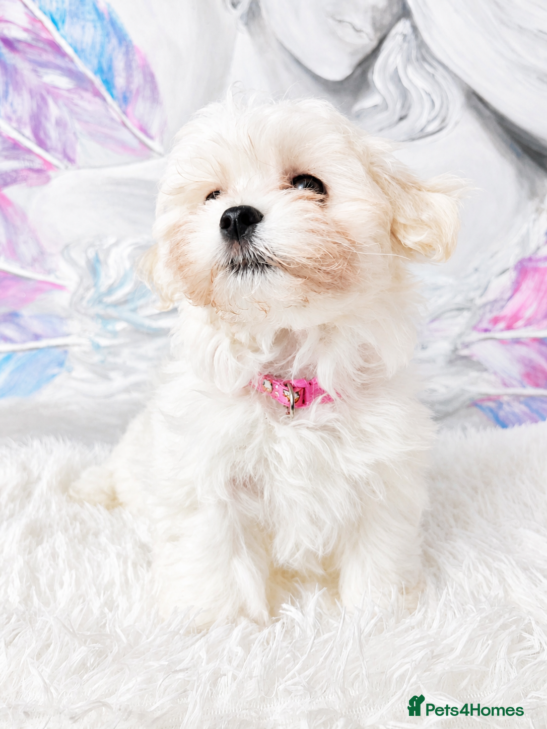 Maltese dogs for sale: Maltease KC ONLY ONE GIRL AND ONE BOY LEFT. - Advert 3