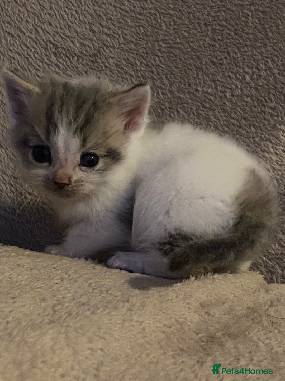 British Longhair cats for sale: Lovely Kittens - Advert 8