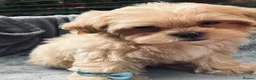 Maltipoo dogs for sale:  **  Miny Maltipoo – Beautiful Teddy Bear Face - Advert 15