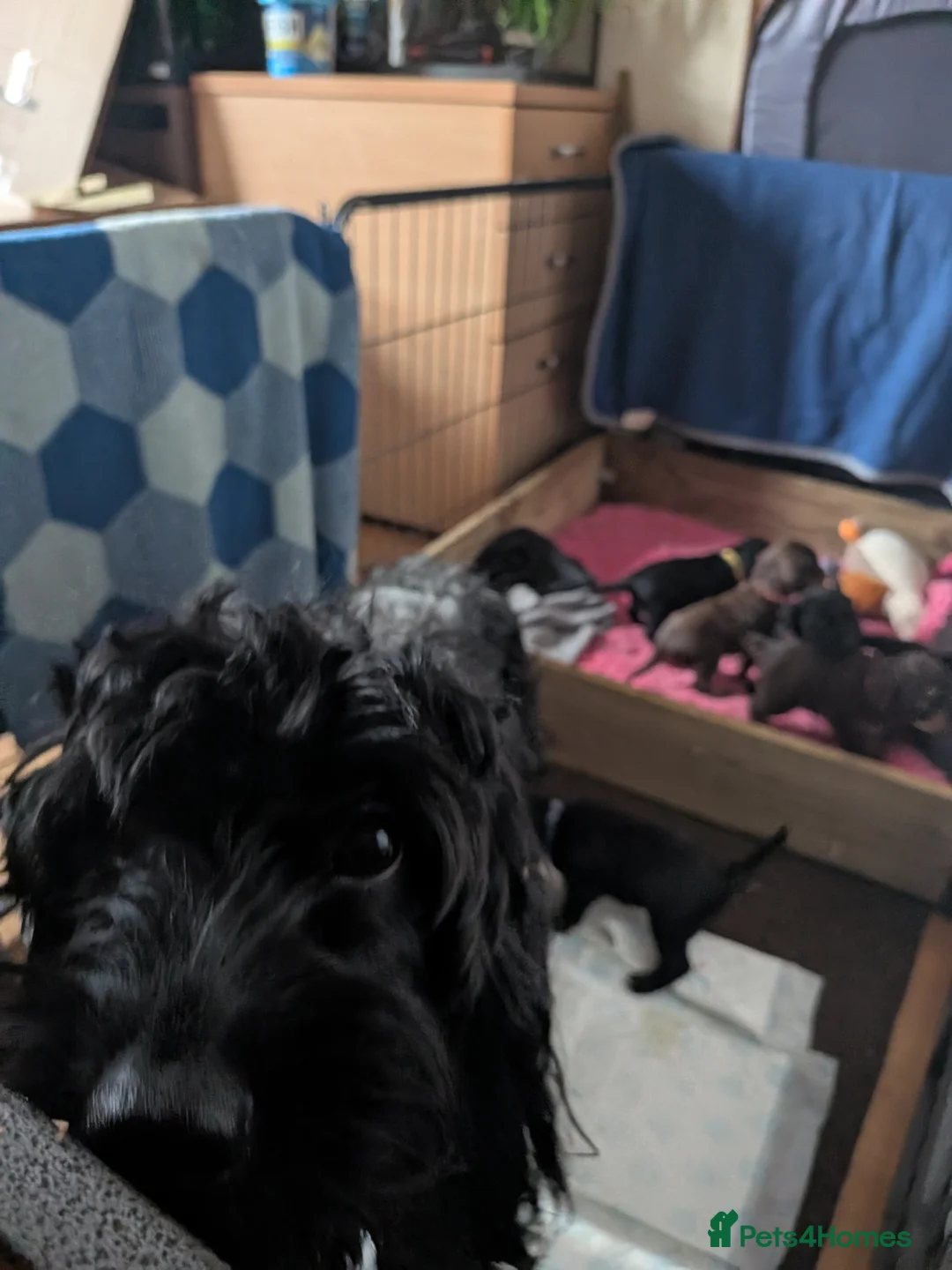 Mixed Breed dogs for sale: Very cute Sprokerpoo Puppies for sale  - Advert 1