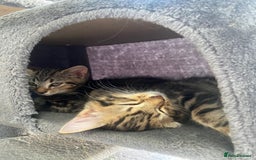 Mixed Breed cats for sale: Adorable kittens looking for their forever home 🐾 - Image 14