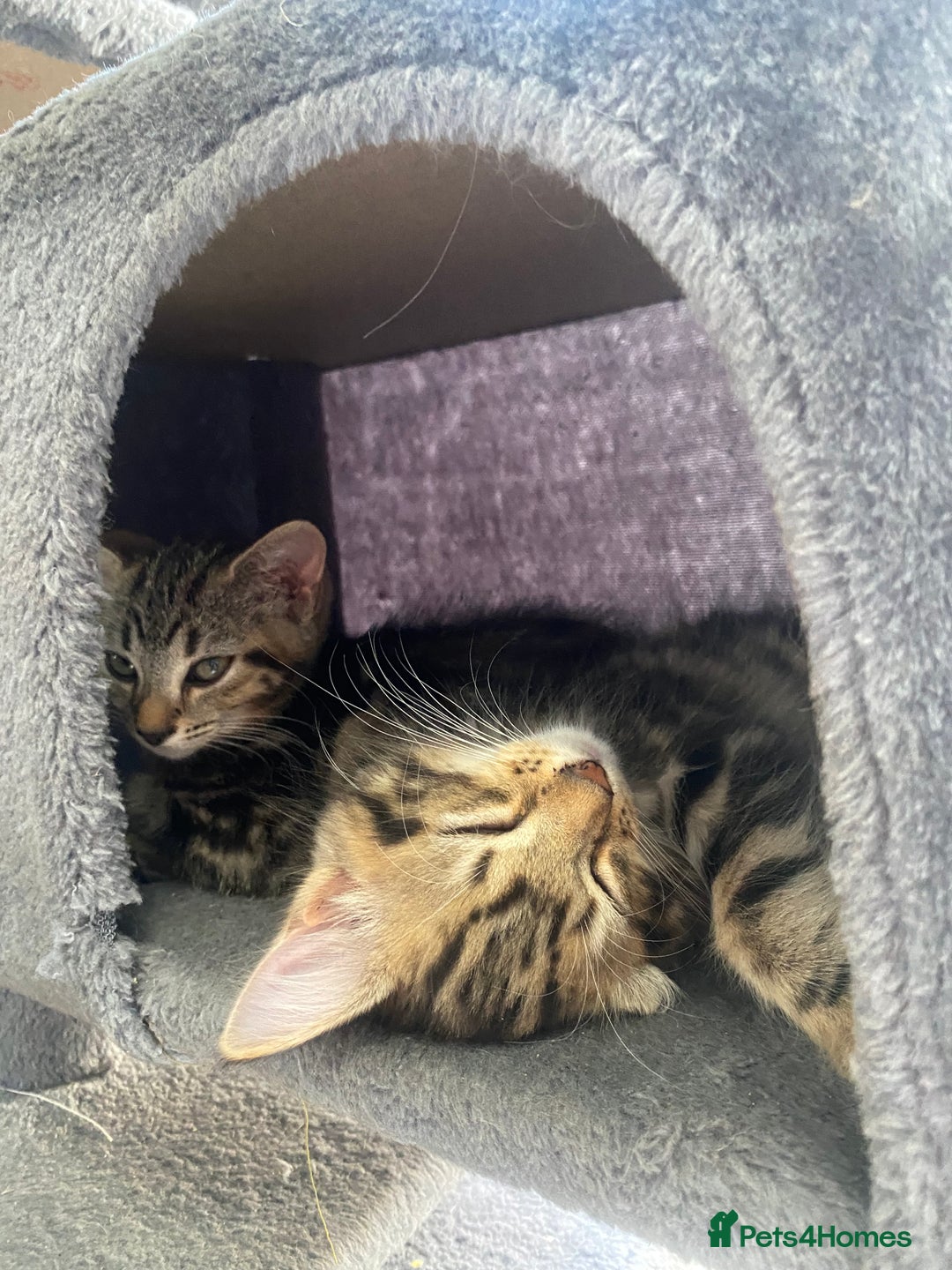Mixed Breed cats for sale: Adorable kittens looking for their forever home 🐾 - Image 14