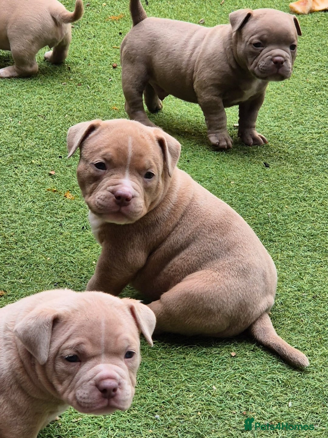 American Bully dogs for sale: Champagne, Chocolate, Merle Micro Pocket Bullys  in Wilmslow - Image 12