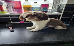 Shih Tzu dogs for stud: Shih tzu for Stud - Image 3