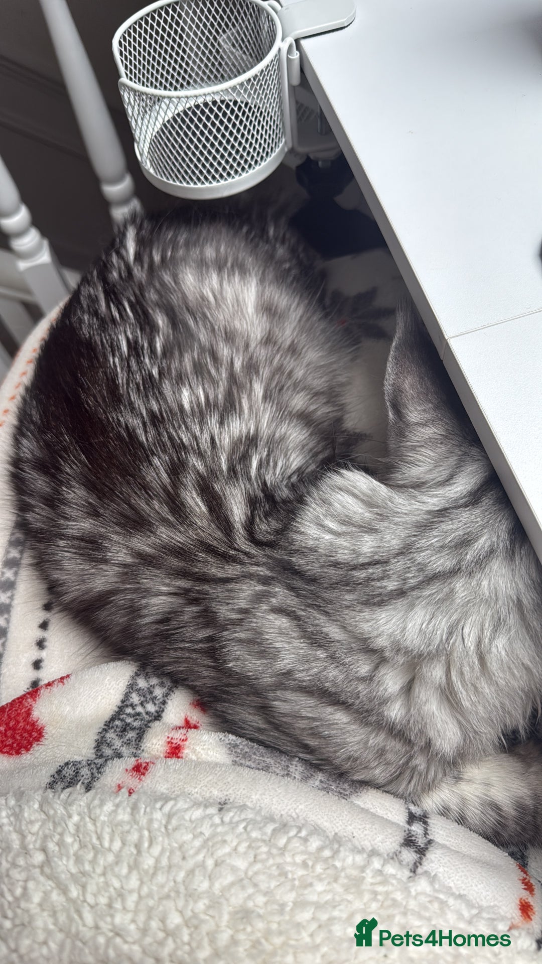 Maine Coon cats for sale: Black Silver Mackeral Tabby Active Female - Image 3