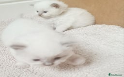 Ragdoll cats for sale: Pure ragdoll kitten for reservation now - Image 4