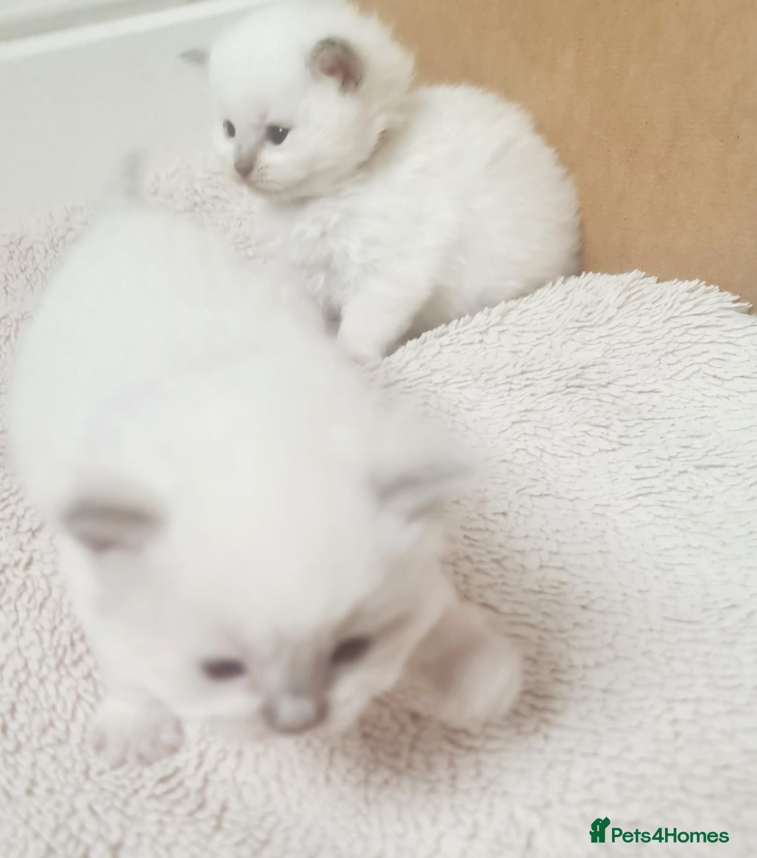 Ragdoll cats for sale: Pure ragdoll kitten for reservation now - Image 4
