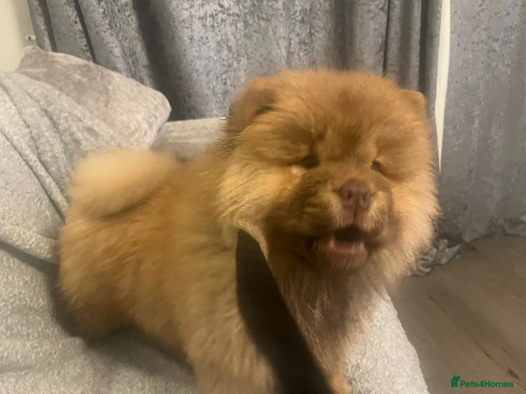 Chow Chow dogs for sale: Chow Chow Kc - Advert 7