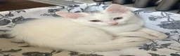 Turkish Van cats for sale: Gorgeous Turkish Van Kittens in Potters Bar - Advert 23