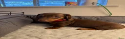 Miniature Dachshund dogs for sale: Kc registered mini dachshund  - Advert 7