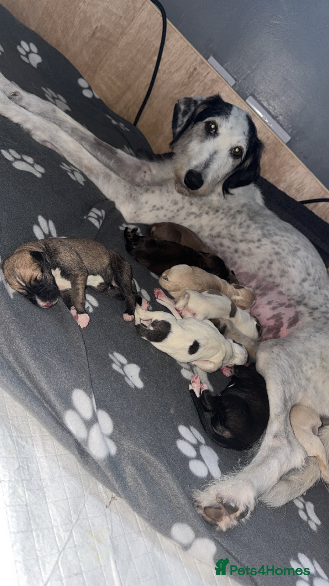Lurcher dogs for sale: Saluki x Lurcher Pups - Image 1