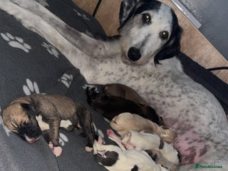 Lurcher dogs - Advert 2
