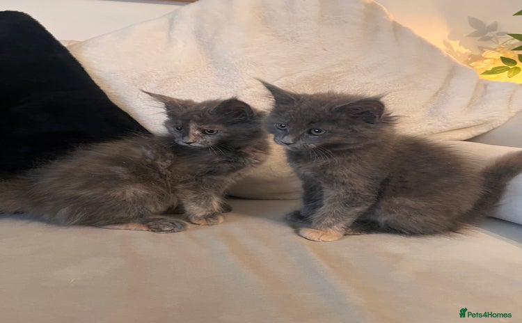 Maine Coon cats - Advert 7