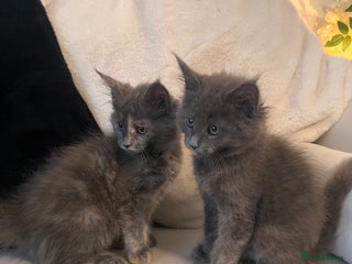 Maine Coon cats - Advert 4