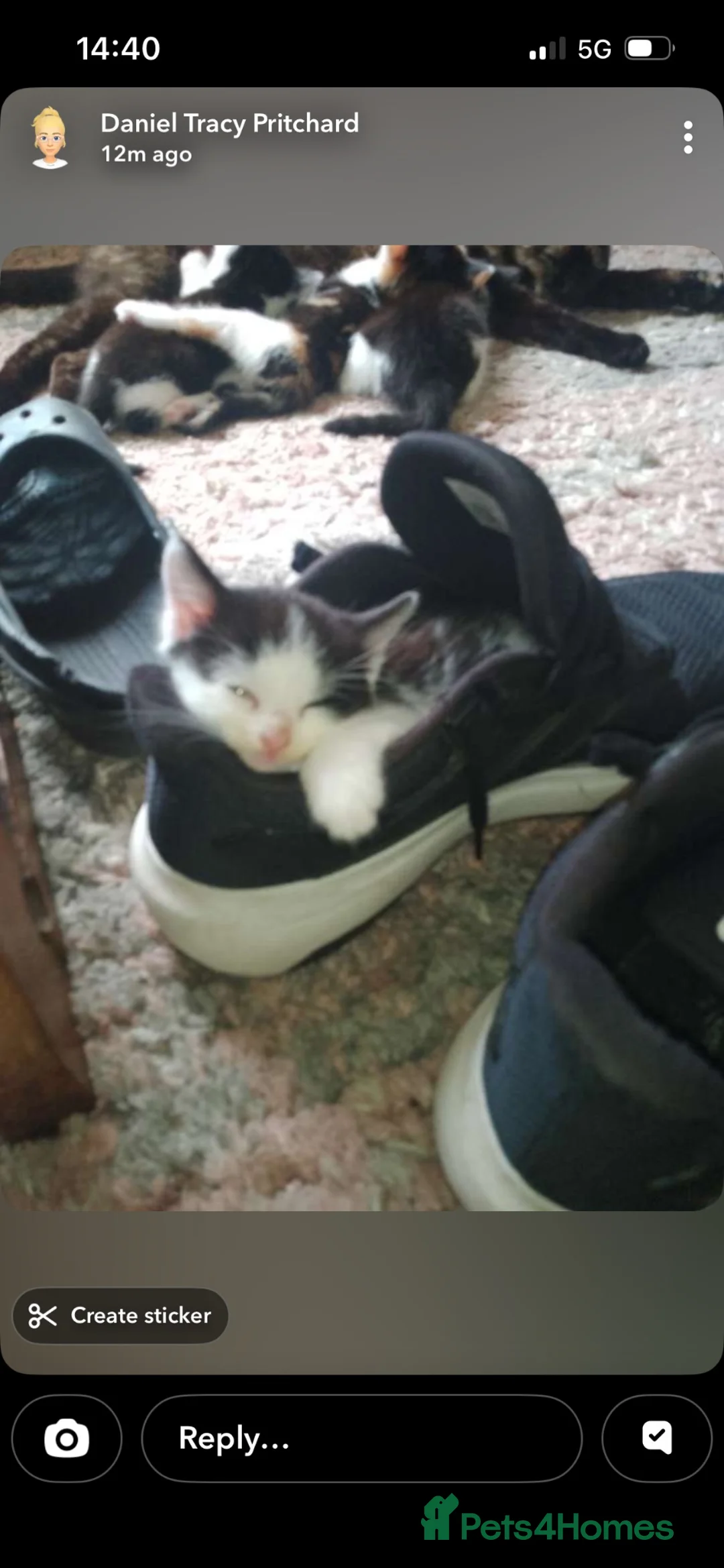 Mixed Breed cats for sale: Rescue kittens in Northwich - Advert 2