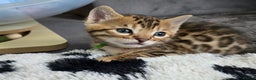 Bengal cats for sale: TICA Champion 2 boys available for reservation! - Advert 3