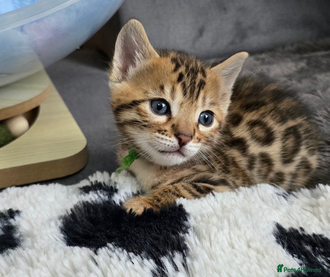 Bengal cats for sale: TICA Champion 2 boys available for reservation! - Advert 3