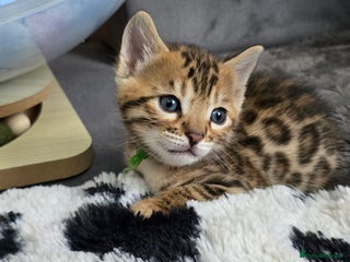 Bengal cats TICA Champion 2 boys available for reservation! - Advert 2