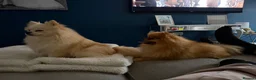 Pomeranian dogs for stud:  **  Pomeranian stud  - Advert 10
