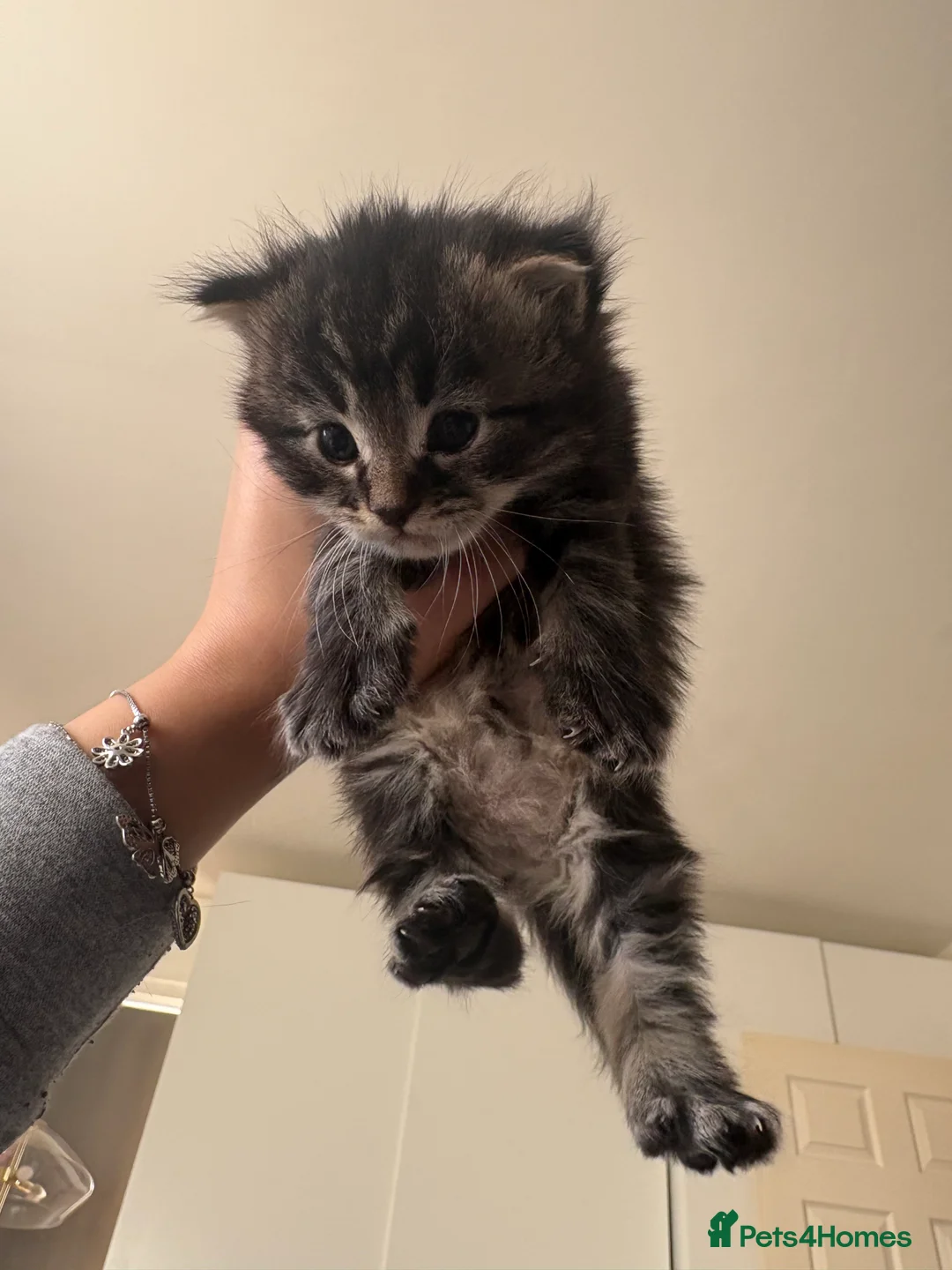 Scottish Fold cats for sale: 🐱💗💝 Ready to go on the 14th of February 💝 💗🐱 - Advert 32