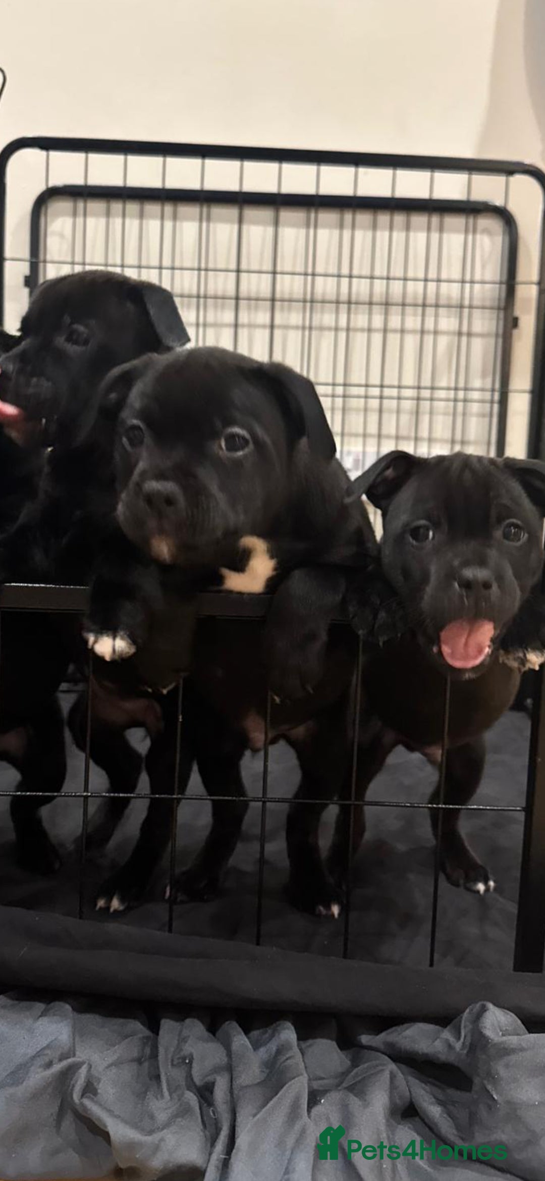 Staffordshire Bull Terrier dogs for sale: Stunning litter of black kc staffordshire bull's   - Advert 18