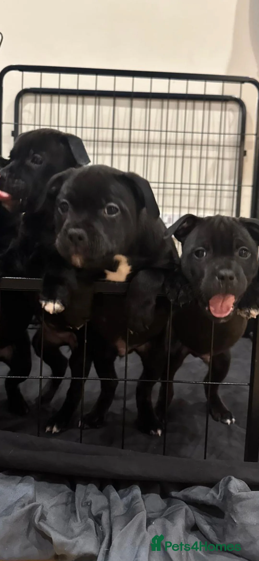 Staffordshire Bull Terrier dogs for sale: Stunning litter of black kc staffordshire bull's   - Advert 18