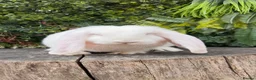 French Lop rabbits for sale: French Lop babies  - Advert 5