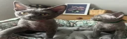 Devon Rex cats for sale: Devon Rex kittens  - Advert 27