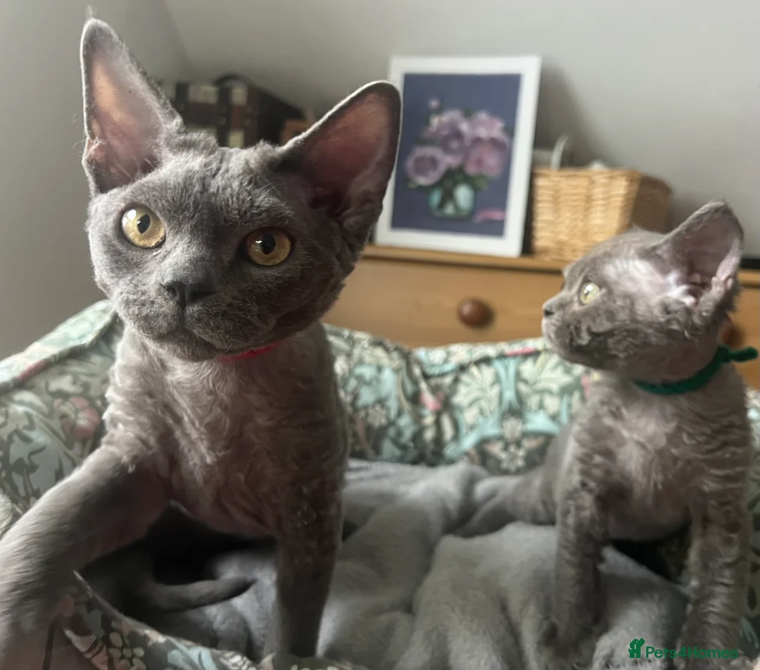 Devon Rex cats for sale: Devon Rex kittens  - Advert 27