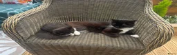 Mixed Breed cats for sale: Mixed long haired fluffballs - Advert 5