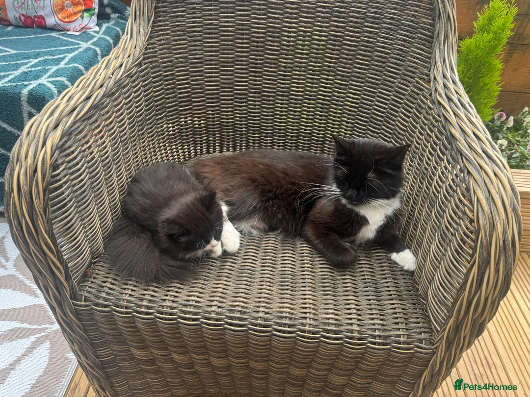Mixed Breed cats for sale: Mixed long haired fluffballs - Advert 5