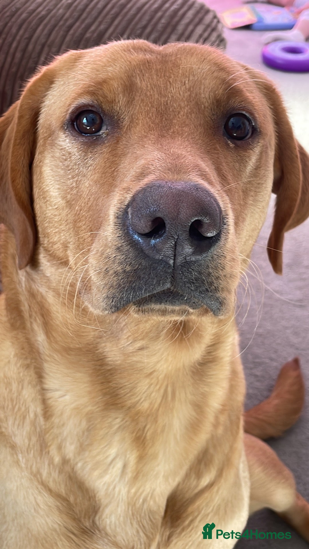 Labrador Retriever dogs for stud: Fox red lab for stud - proven - Advert 4