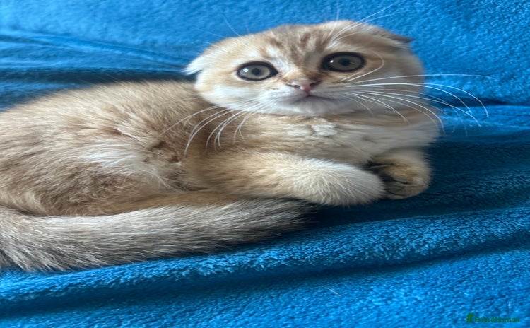 Scottish Fold cats - Advert 14