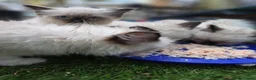 Ragdoll cats for sale: *3 left* Chunky cuddly ragdoll pedigree kittens - Advert 7