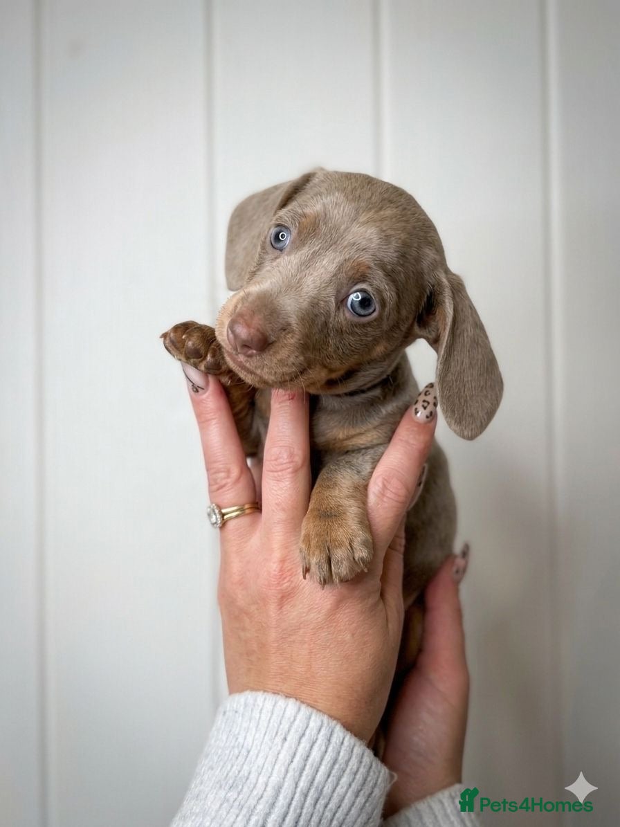 Miniature Dachshund dogs Miniature dachshund puppies  - Advert 8