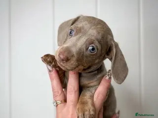 Miniature Dachshund dogs Miniature dachshund puppies - Advert 8