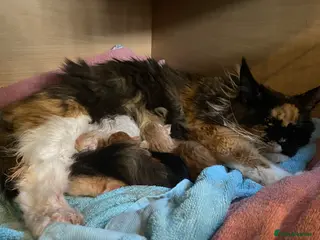 Maine Coon cats XL MAINE COON KITTENS - Advert 4