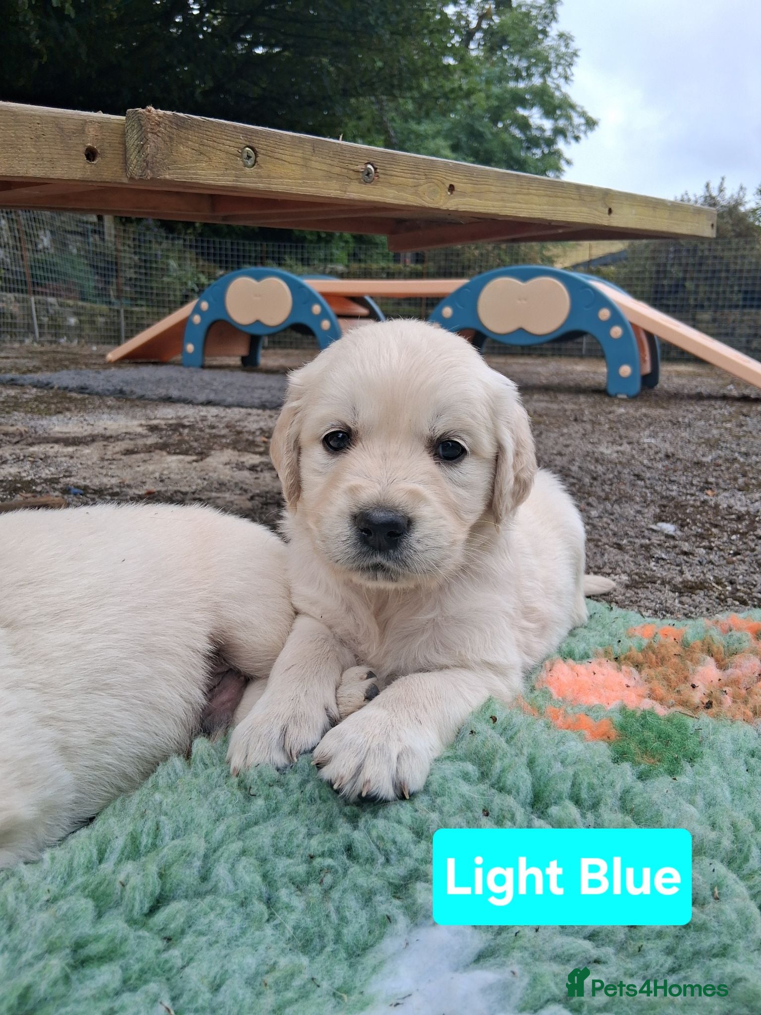 Golden Retriever dogs Mixed Shade Puppies - Ready Sept 6th - Advert 14